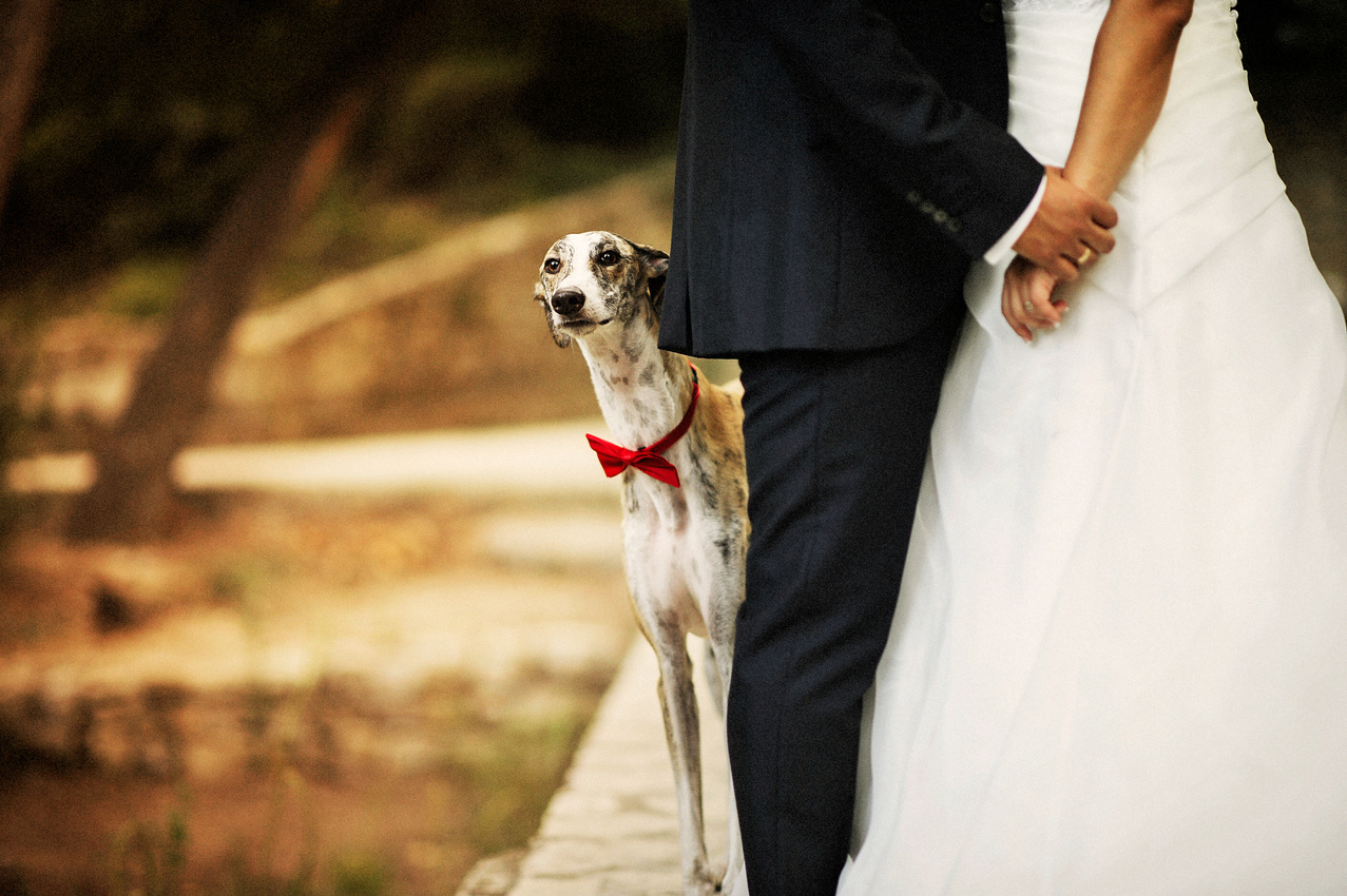 Dog at Wedding